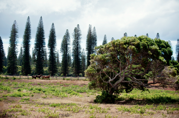 LANAI2