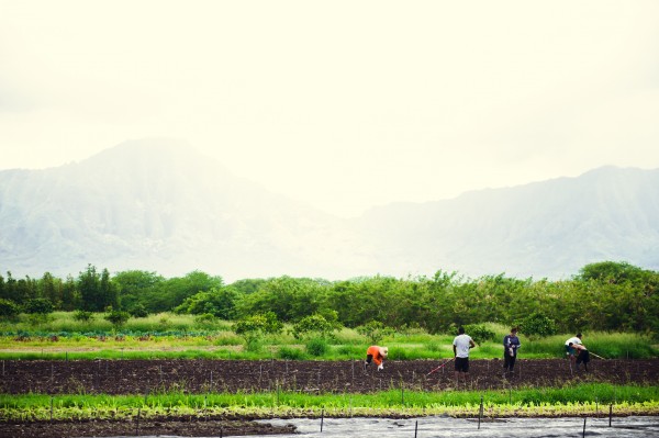 Voluntour
