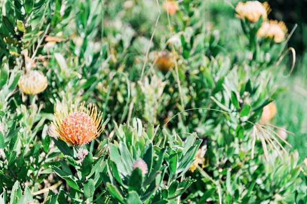 Protea Maui Lei Magazine